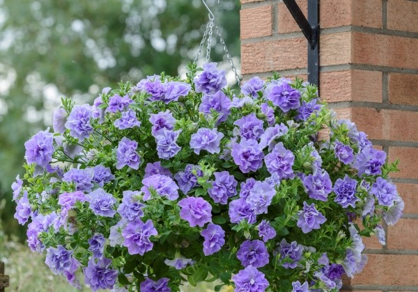 Petunia atkinsiana Tumbelina Maria (XXL)