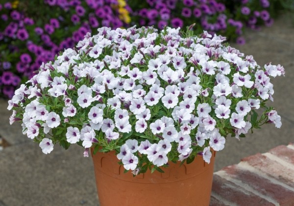 Petunia atkinsiana Bubbles White (XXL)