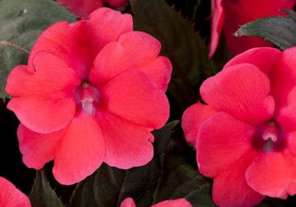 Impatiens Neu-Guinea Sunpatiens Compact Deep Rose