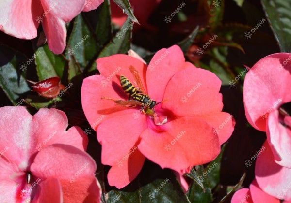 Impatiens Neu-Guinea Sunpatiens Compact Deep Rose