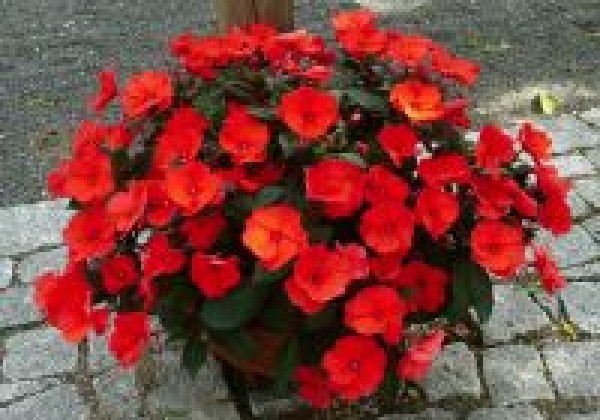 Impatiens Neu-Guinea Sunpatiens Compact Hot Coral