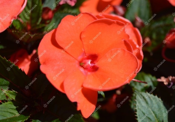 Impatiens Neu-Guinea Sunpatiens Compact Hot Coral
