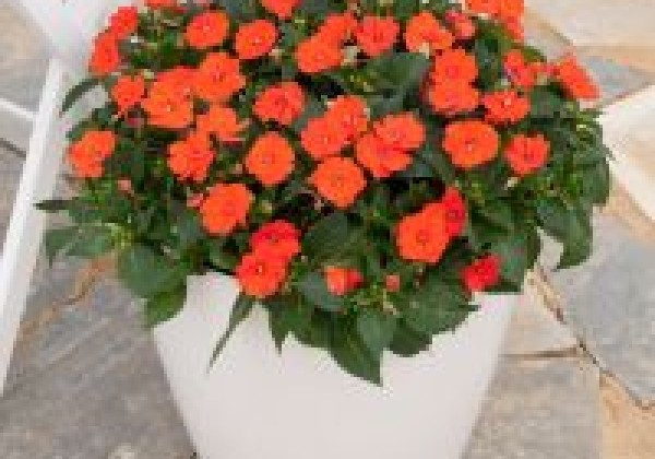 Impatiens Neu-Guinea Sunpatiens Compact Electric Orange