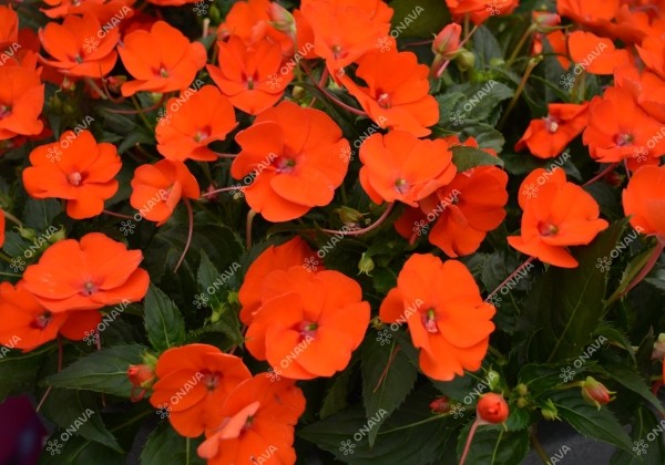 Impatiens Neu-Guinea Sunpatiens Compact Electric Orange