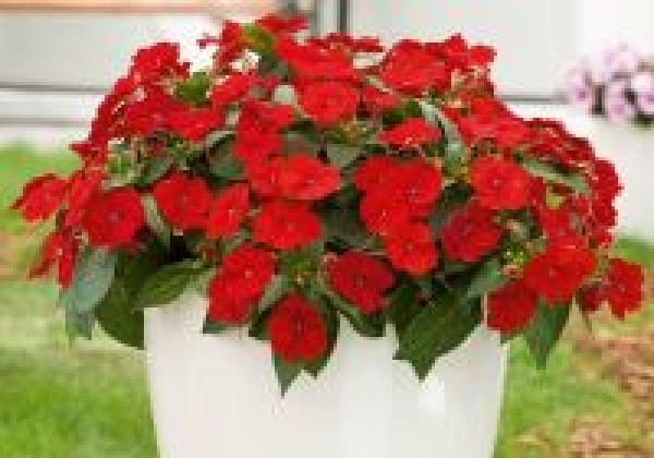 Impatiens Neu-Guinea Sunpatiens Compact Red