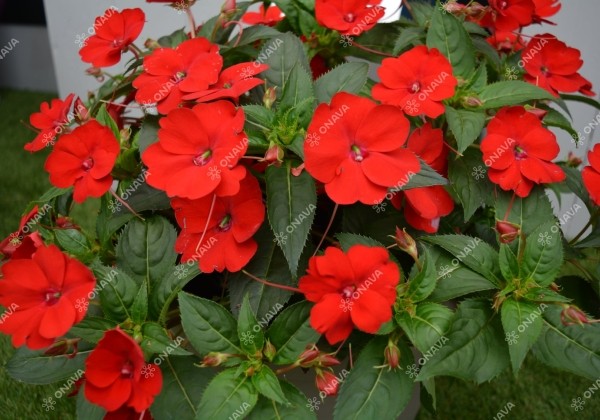 Impatiens Neu-Guinea Sunpatiens Compact Red