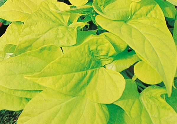 Ipomoea batatas Marguerite