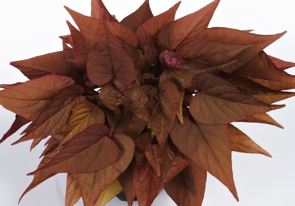 Ipomoea batatas Red Heart