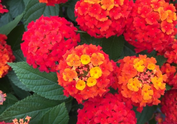 Lantana Lantropics Red Improved*