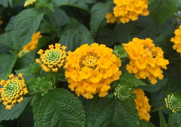 Lantana Lantropics Magenta*