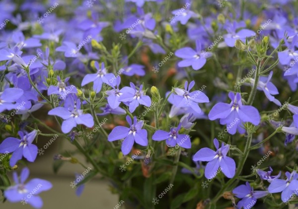 Lobelia erinus Africo True Blue (12cm)