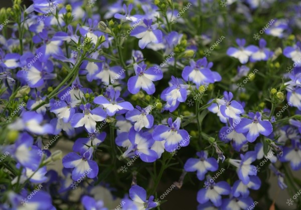 Lobelia erinus Africo Shine (12cm)