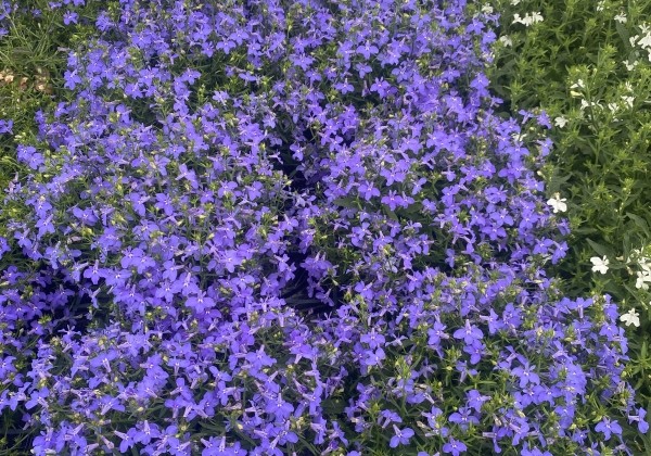 Lobelia erinus Africo Oasis Blue (12 cm)