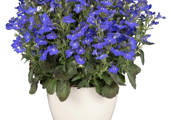 Lobelia erinus Africo Dark Blue (XXL)