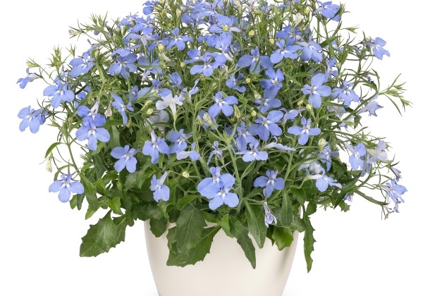 Lobelia erinus Africo Sky Blue (XXL)