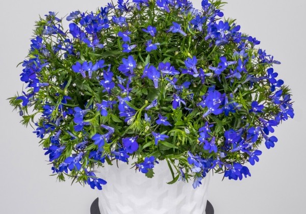 Lobelia erinus Africo Strong Blue Improved (XXL)