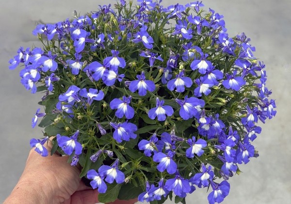 Lobelia erinus Africo Blue Mountain (12 cm)