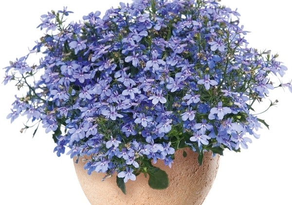 Lobelia erinus Hot Waterblue (12cm)