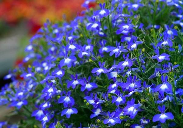 Lobelia erinus Hot Bavaria (12cm)