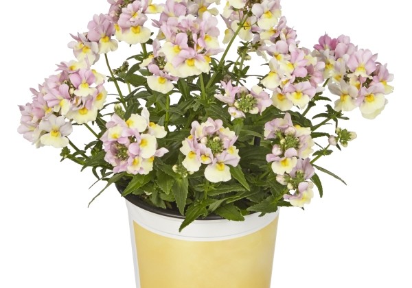 Nemesia hybrida Neminio Up Pink Lemon
