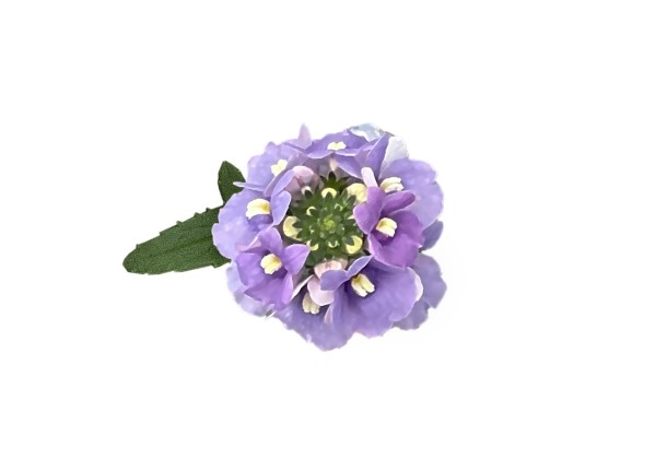 Nemesia hybrida Neminio Up Lilac
