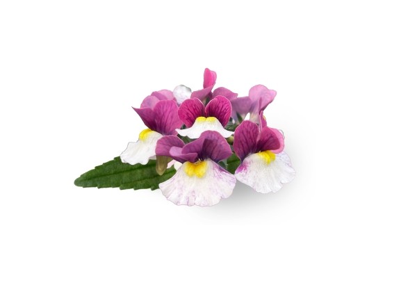 Nemesia hybrida Neminio Up Pink White