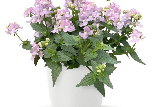 Nemesia hybrida Neminio Up Rose