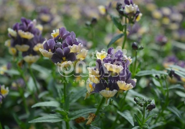 Nemesia hybrida Escential Blueberry Custard