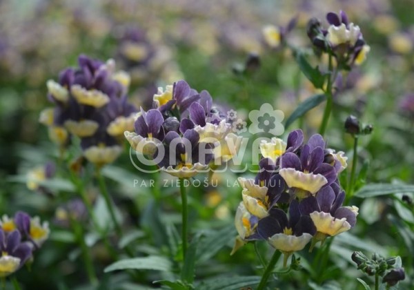 Nemesia hybrida Escential Blueberry Custard