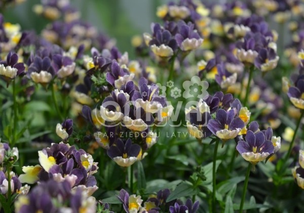 Nemesia hybrida Escential Blueberry Custard