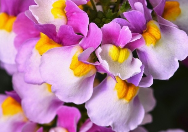 Nemesia hybrida Escential Pinkberry