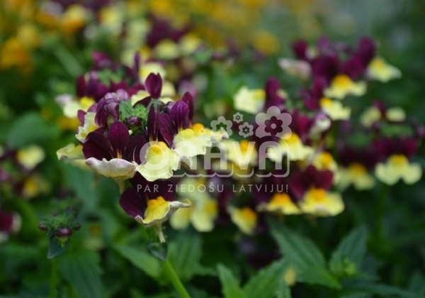 Nemesia hybrida Escential Raspberry Lemonade