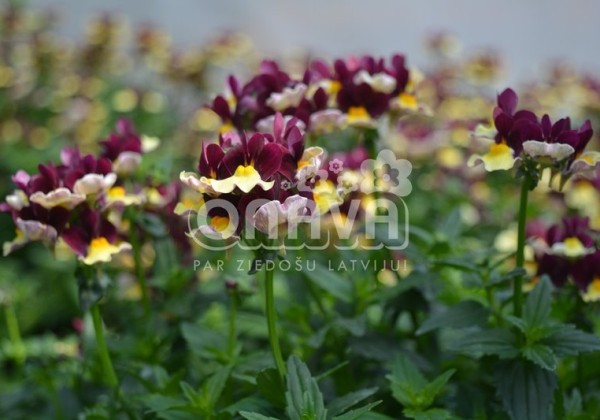Nemesia hybrida Escential Raspberry Lemonade