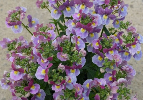 Nemesia hybrida Lilac Queen