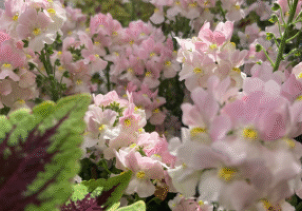Nemesia hybrida Marshmallow