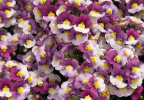 Nemesia hybrida Raspberries & Cream Imp.