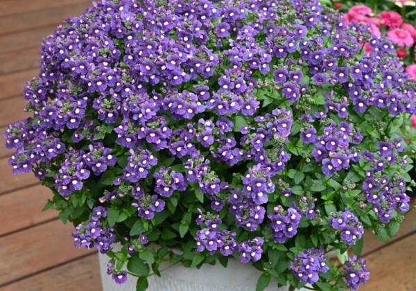 Nemesia hybrida Wisley Sapphire