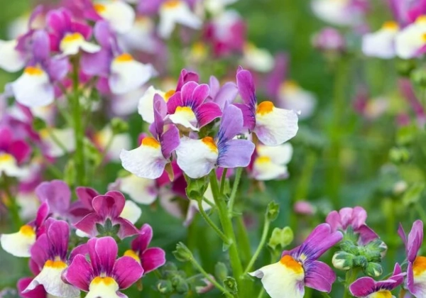 Nemesia hybrida Cream Surprise