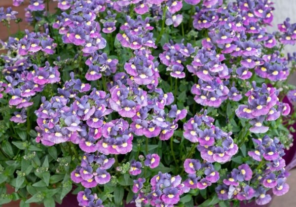 Nemesia hybrida Evening Dusk