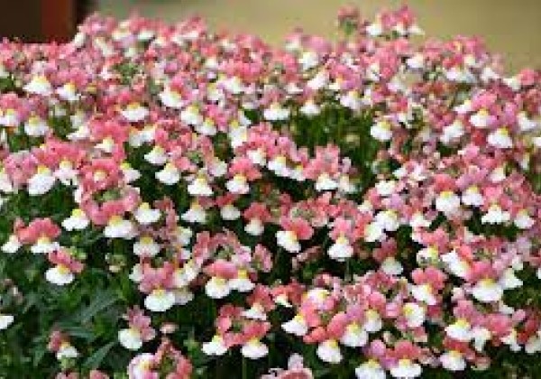 Nemesia hybrida Lady Penelope (XXL)
