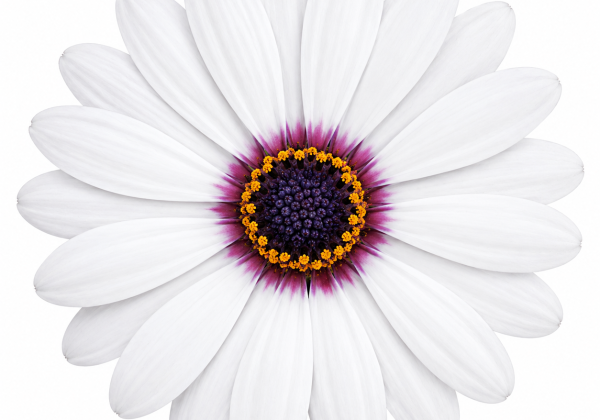 Osteospermum ecklonis Soleo White 25