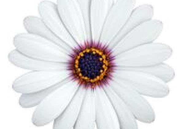 Osteospermum ecklonis Soleo White 25