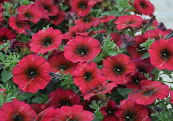 Petunia calibrachoa BeautiCal Bordeaux