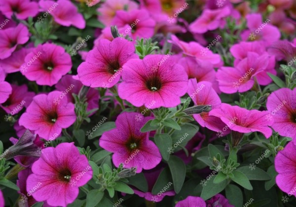 Petunia calibrachoa BeautiCal Purple Dawn