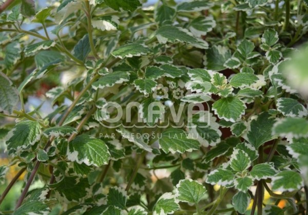 Plectranthus fruticosus Variegata
