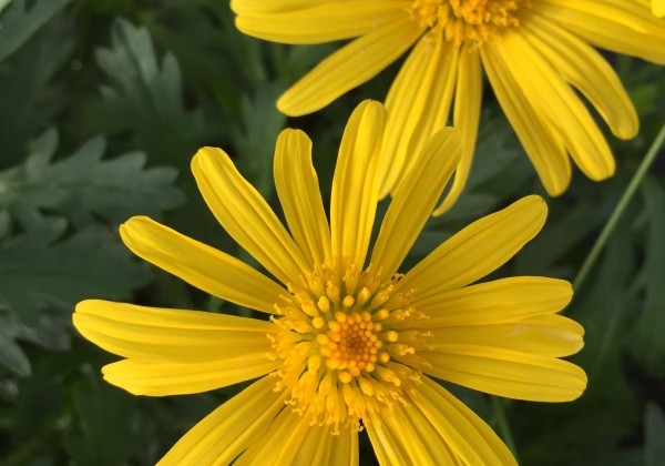 Euryops Sunshine