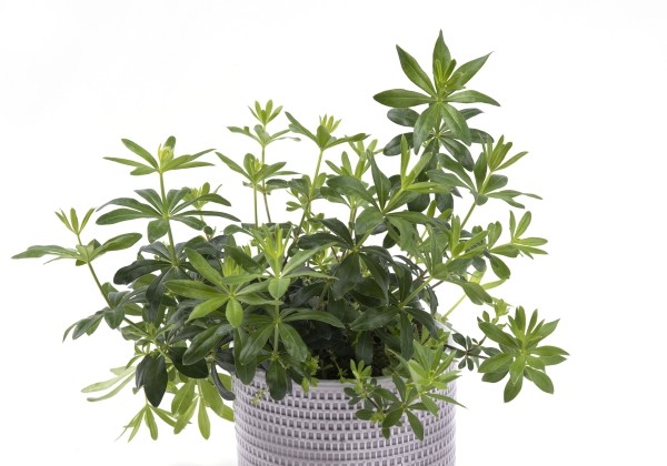 Galium odoratum woodruff