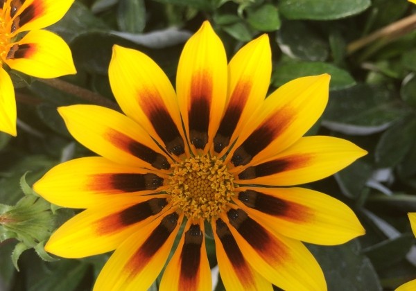 Gazania Jupiter Magic