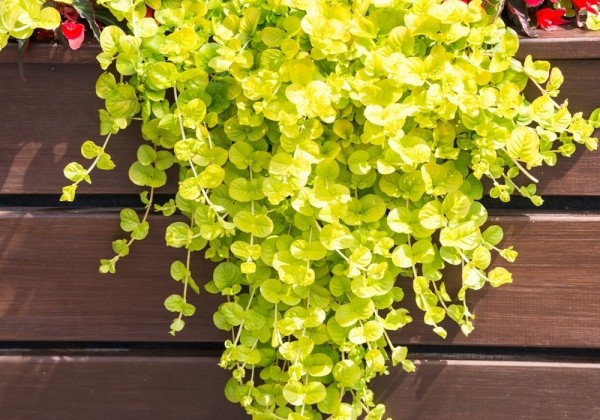Lysimachia nummularia Gold