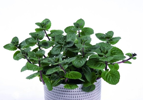 Mentha  piperita Ella (XXL)